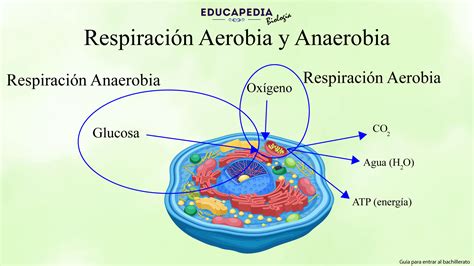 Diagrama comparativo de la respiración aeróbica y la fermentación, resaltando las diferencias en el uso de aceptores de electrones y la producción de ATP.