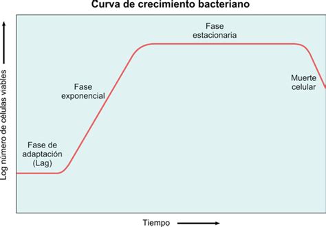 Curva de crecimiento bacteriano típica en un cultivo discontinuo, mostrando las diferentes fases.