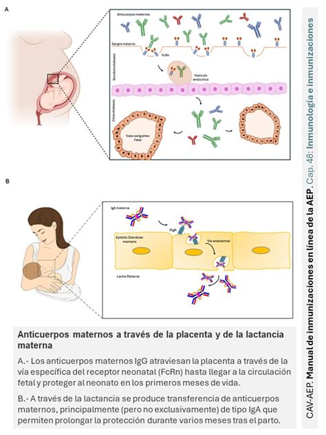 Infografía sobre la transferencia de anticuerpos maternos de reproductoras a pollitos