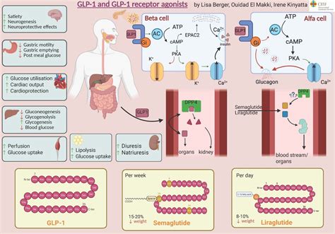 infografía que muestra el mecanismo de acción de los análogos de GLP-1 en el cuerpo, incluyendo la regulación de la glucosa y el apetito.