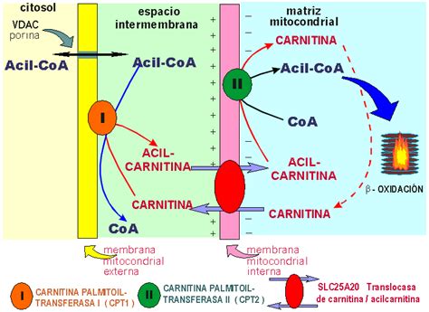 Representación gráfica del proceso de transporte de ácidos grasos a las mitocondrias por la L-Carnitina.