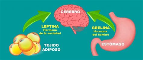 ilustración médica mostrando las hormonas grelina y leptina interactuando con el apetito