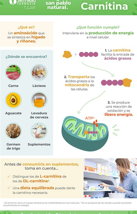 esquema del proceso de quema de grasa con L-Carnitina en las mitocondrias