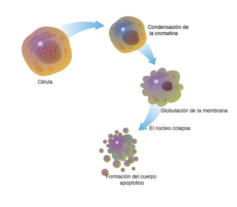 Esquema de la criolipólisis y su efecto en las células grasas.