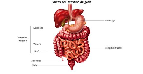 Esquema del sistema digestivo humano con énfasis en el estómago y el intestino delgado.
