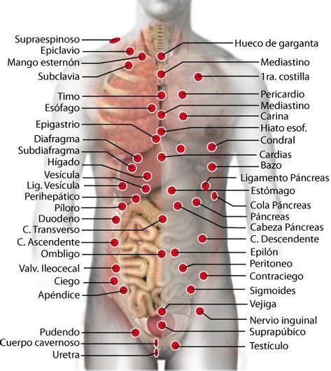 Esquema del cuerpo humano destacando la zona lumbar y los puntos de aplicación de imanes en una faja.