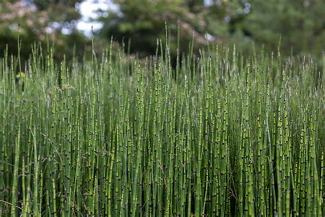 Planta de cola de caballo en su hábitat natural.