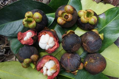 Ilustración botánica detallada del árbol de mangostán (Garcinia mangostana) con su fruto característico