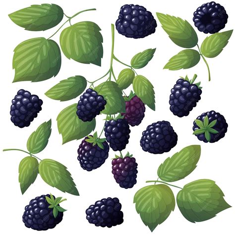 Ilustración de moras frescas y vibrantes