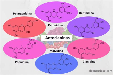 Diagrama que ilustra cómo las antocianinas y la vitamina C benefician la salud ósea y articular.