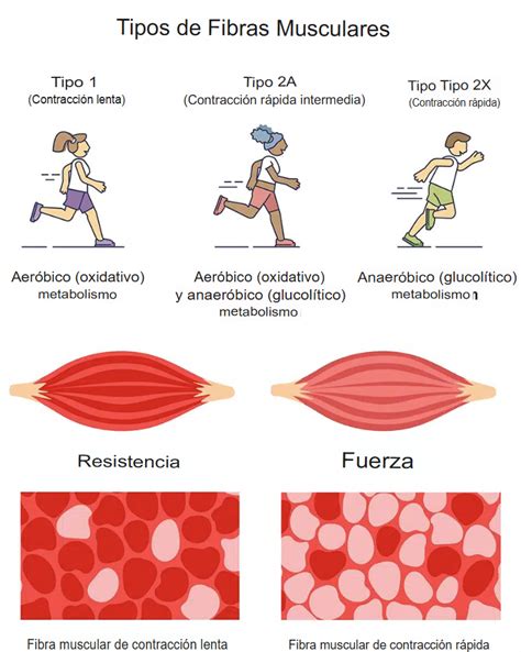 ilustraciones de diferentes tipos de fibras vegetales utilizadas en suplementos para la saciedad.