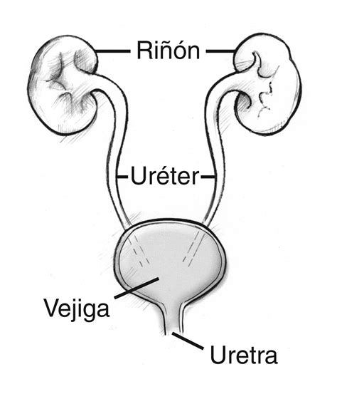 Diagrama de las vías urinarias mostrando riñones, uréteres, vejiga y uretra.