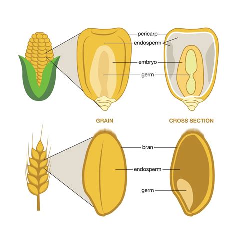 Composición del grano de maíz: salvado, germen y endospermo.