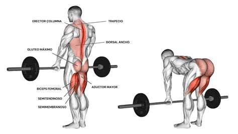 Diagrama: Músculos trabajados en el peso muerto