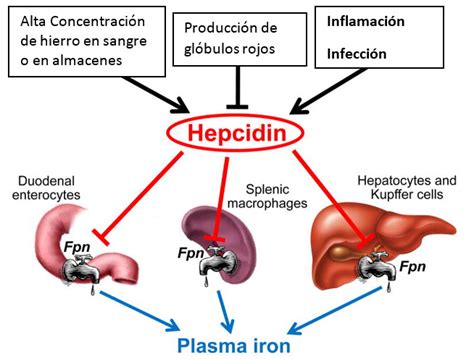Diagrama esquemático que ilustra la relación entre obesidad, inflamación, hepcidina y anemia de las enfermedades crónicas.