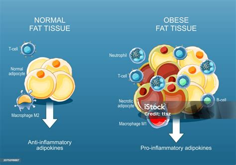 Ilustración comparativa del tejido adiposo en ratones delgados y obesos, mostrando diferencias en hipoxia, inflamación y expresión de adiponectina.