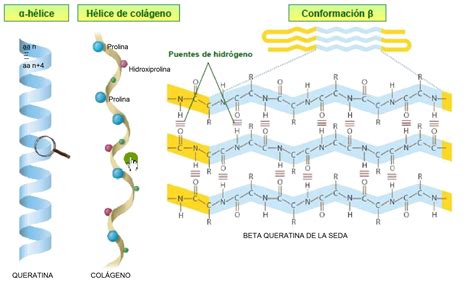 Representación de la estructura de triple hélice del colágeno y el papel de la vitamina C en su formación