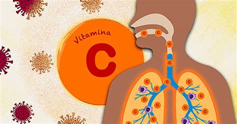 Infografía detallando las funciones de la vitamina C en el sistema inmunológico
