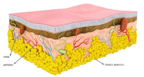 Diagrama mostrando las diferentes capas de grasa corporal y dónde actúa la liposucción.