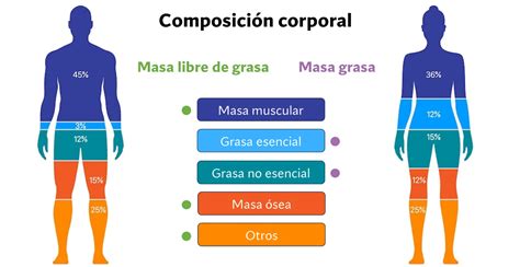 Gráfico comparativo de la distribución de grasa abdominal en hombres y mujeres.