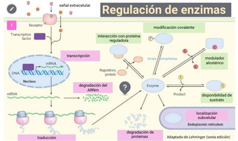 Diagrama esquemático de los mecanismos moleculares de la biotina en la regulación de la expresión génica, mostrando la activación de la GCs y la biotinilación de histonas.
