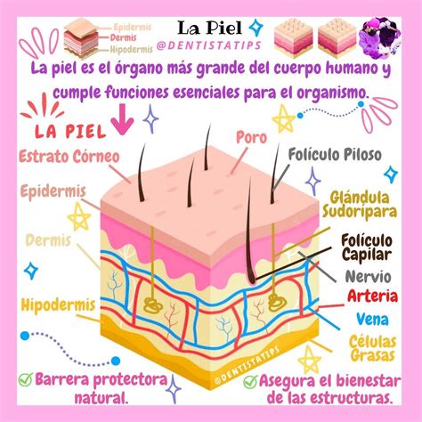 Infografía explicativa sobre las capas de la piel y la aplicación de la mesoterapia.
