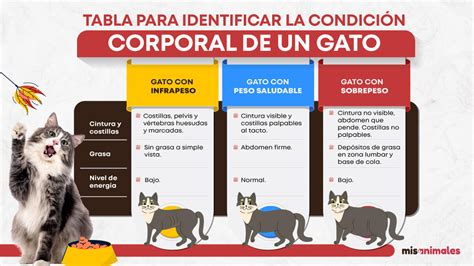 Gráfico comparativo de la silueta de un gato con peso ideal, sobrepeso y obesidad, mostrando la visibilidad de la cintura y las costillas.
