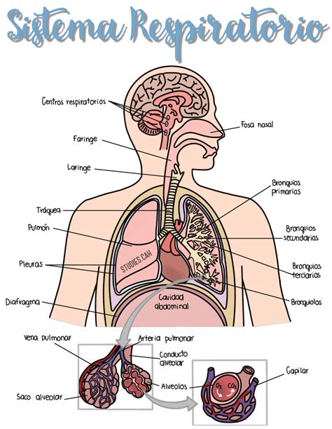Diagrama esquemático del sistema respiratorio humano, mostrando las vías aéreas y los pulmones.