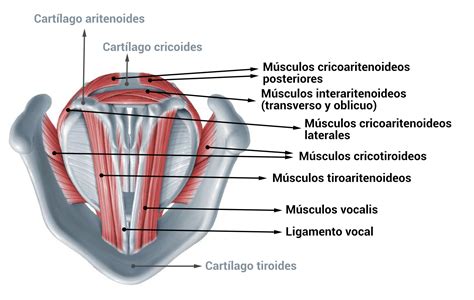 Ilustración de la laringe humana, destacando sus componentes cartilaginosos y las cuerdas vocales.