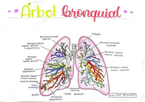 Corte transversal de un pulmón mostrando la ramificación del árbol bronquial y la estructura de los alvéolos.