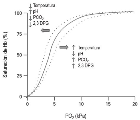 Gráfica de la curva de disociación de la hemoglobina, mostrando la saturación de O₂ en función de la PO₂.
