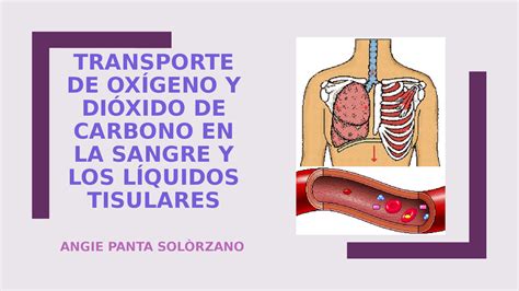 Diagrama que ilustra las tres formas de transporte de dióxido de carbono en la sangre.