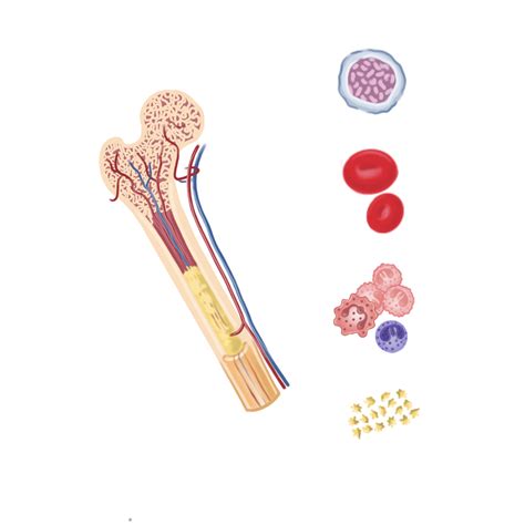 Diagrama que muestra la médula ósea y el proceso de producción de células sanguíneas