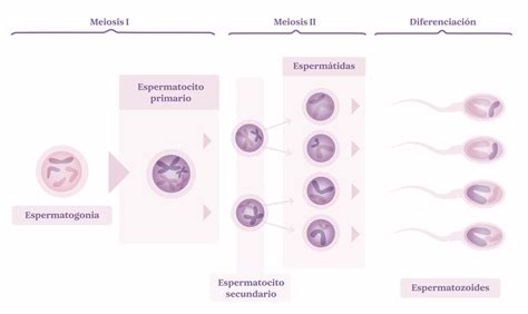 infografía explicando la barrera de la ropa frente a los espermatozoides