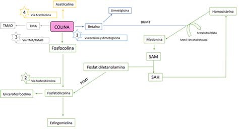 Diagrama esquemático del metabolismo de la colina y sus interrelaciones con la metionina y el folato.