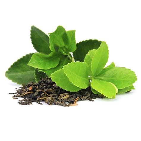 hojas de té verde y planta de té