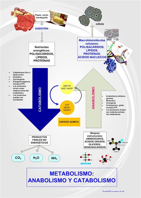 Infografía con los dos tipos de metabolismo: anabolismo y catabolismo, y sus procesos.