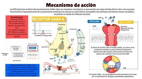Esquema que ilustra el mecanismo de acción del HCA en la inhibición de la síntesis de grasas y la regulación del apetito.