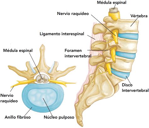 Imagen de la almohadilla lumbar Orliman y su sistema de acople.
