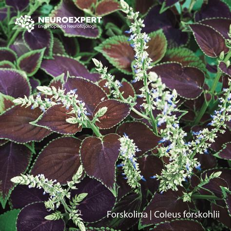 Raíces de la planta Coleus Forskohlii, fuente principal del extracto de forskolina.