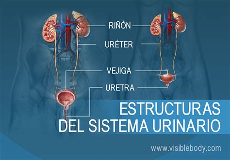 diagrama del sistema urinario humano mostrando la ubicación de los riñones