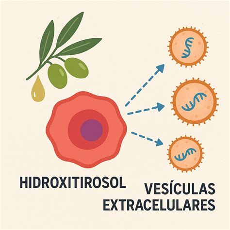 Representación esquemática de las vesículas extracelulares transportando un gen modificado al hipotálamo.