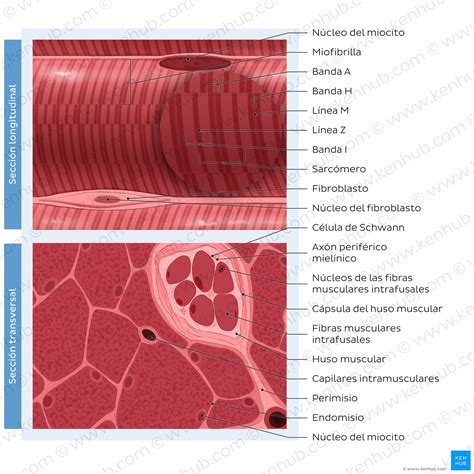 Ilustración comparativa de la estructura celular del tejido muscular y el tejido adiposo.