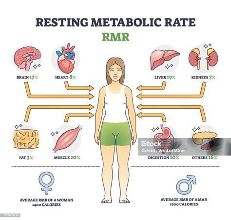 Gráfico comparativo de la tasa metabólica en reposo entre músculo y grasa.