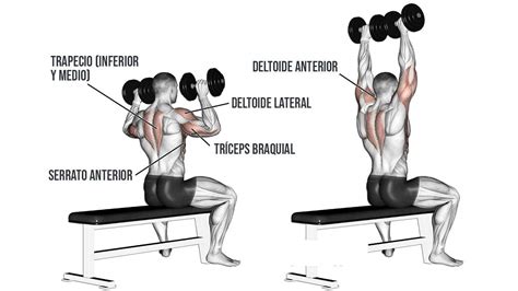 Secuencia de imágenes mostrando la ejecución del press militar con mancuernas.