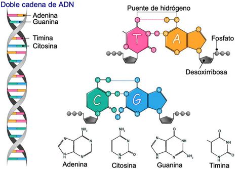 Molécula de ADN representada por figuras