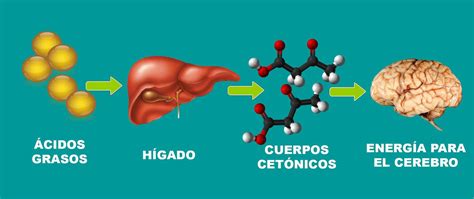 Esquema del metabolismo de cuerpos cetónicos en el hígado