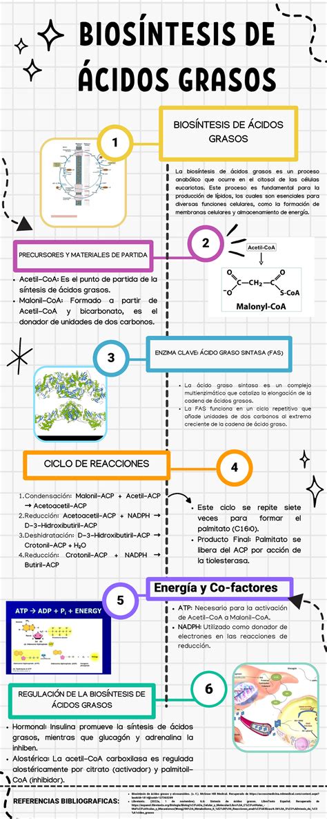 infografía sobre el transporte de ácidos grasos a las mitocondrias