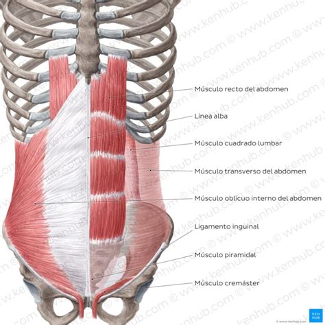 Ilustración mostrando la anatomía del abdomen y el suelo pélvico, resaltando la importancia de su fortalecimiento tras una abdominoplastia.