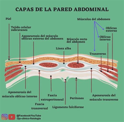 Ilustración anatómica del abdomen humano mostrando la musculatura y capas de piel.